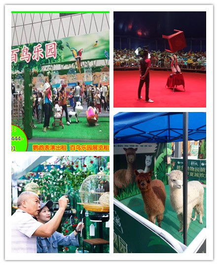 河南鄲城市雜技表演租賃哪里有